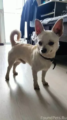 Потерялась собака, кобель по к...