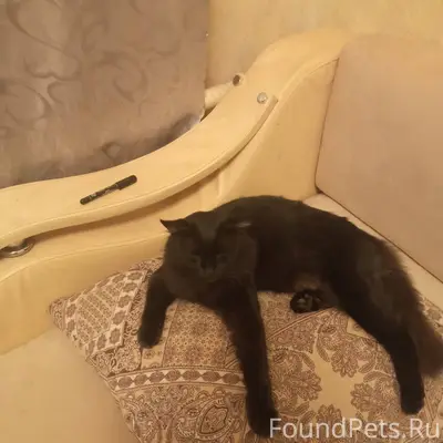 Пропал кот по кличке Тимоша в....