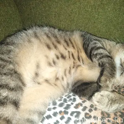 Украли кота добрые соседи, вер...