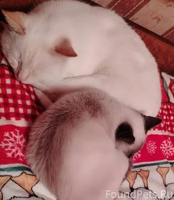 На СХТ пропал белый взрослый к...
