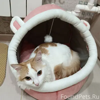 Пропал 🐈 кот. Кличка Шустрик. ...