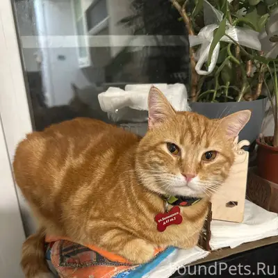 Пропал кот- кличка Кекс. Пропа...