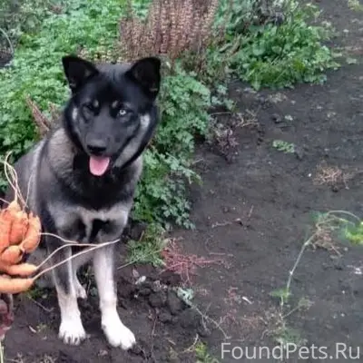 Пропала собака в районе Остров...