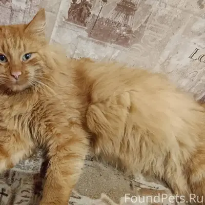 Пропал кот в районе Хлебозавод