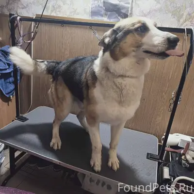 Мурманск. Розыск собаки Кобель...