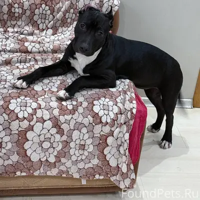 Пропала собака. Убежала сегодн...