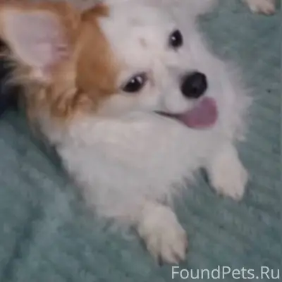 Потерялась собака, кличка Рича...