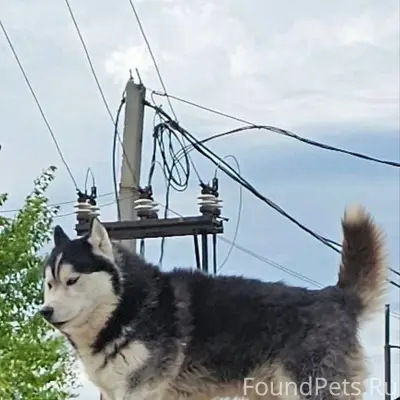 ❗🐕Убежала собака, кабель, сиби...