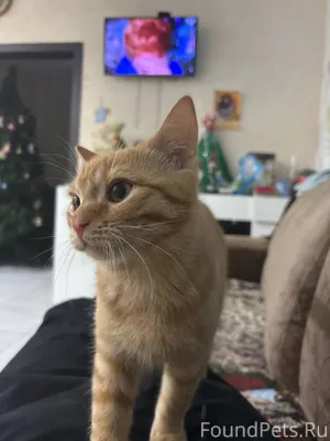 День добрый, пропал рыжий коте...