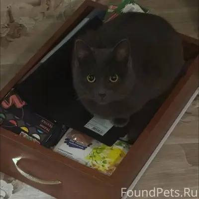 Здравствуйте. Пропал кот, клич...