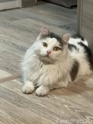 Найден кот в солнечном. Ищу ст...