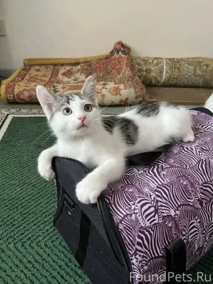 Чебоксары Котёнок Зипашка — эт...