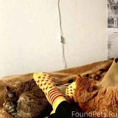 Найди котов