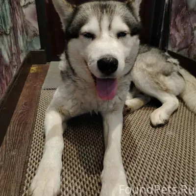 Найдена собака хаски, примерно...