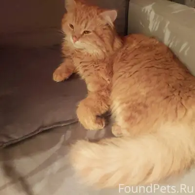 Здравствуйте!! ПРОПАЛ РЫЖИЙ ОЧ...