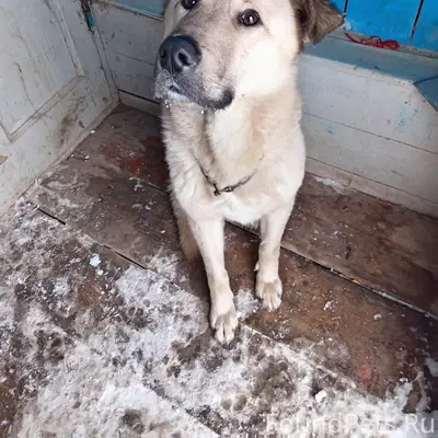 Чья собака? Может кто-то знает...