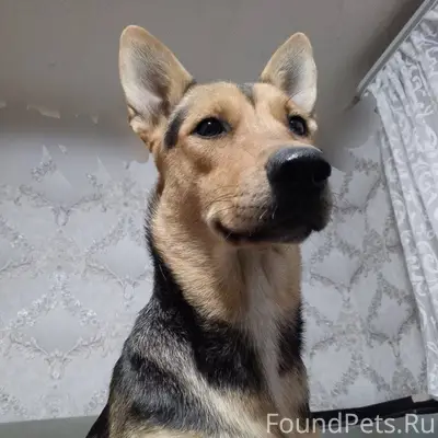 Потерялась собака. Любимец сем...
