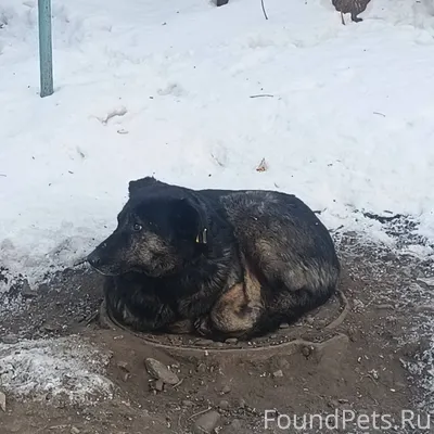 Найден пёс на улице: аэровокза...