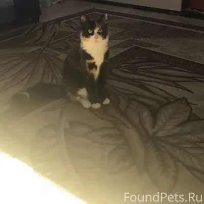 Пропала кошка❗️❗️❗️ Район Горл...