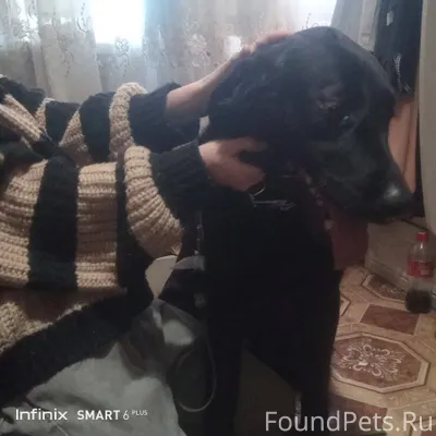 Найден пёс мальчик скорее всег...