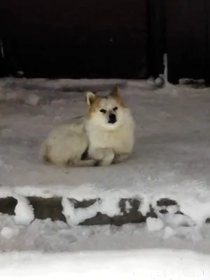 Люди чья собака??? Может кто п...