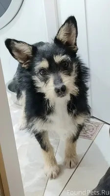 Найдена собака. В районе магаз...