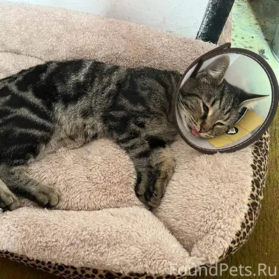 Друзья пропал котик 🚩‼️🆘 1-2.....