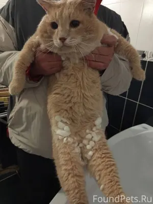 На ул. Энергетиков пропал наш ...