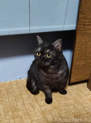 Добрый вечер. Найдена кошка. Н...
