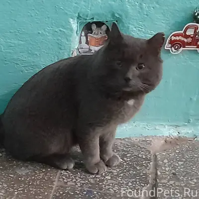 #НайденаКошка@poterashkamag На...