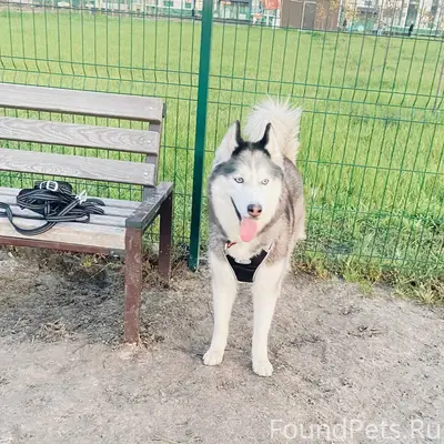 Убежала собака породы хаски Сэ...