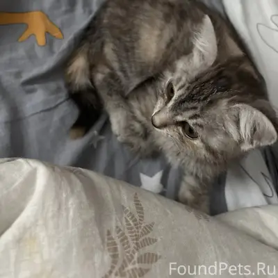 Найден котёнок, ищем новых или...