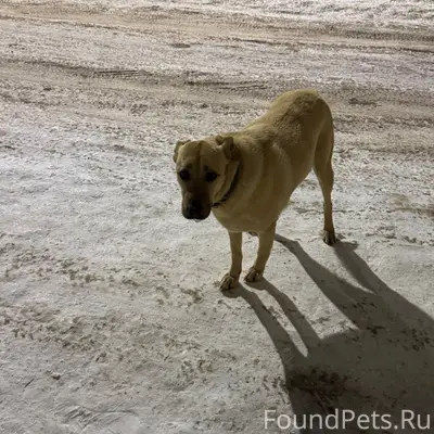 Лесная аллея, д. Конёвка Второ...