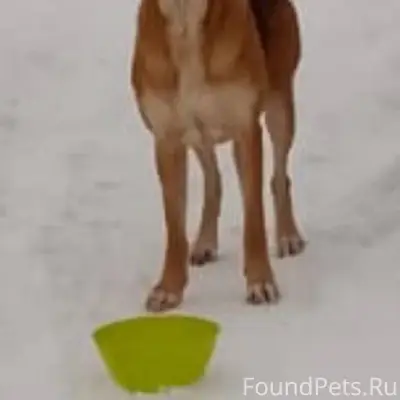 Кто Выбросил Собаку? Может Убе...