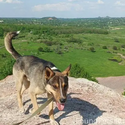 Добрый вечер ПРОПАЛА СОБАКА!!!...