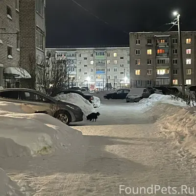 На Центральной бегает чья-то с...