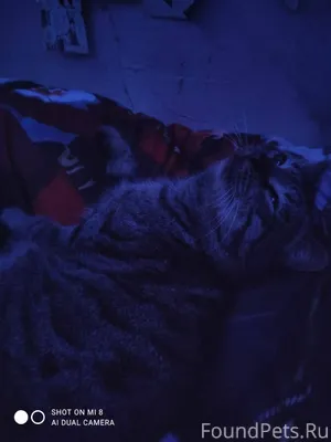 ПРОПАЛ КОТ!! котик по кличке М...