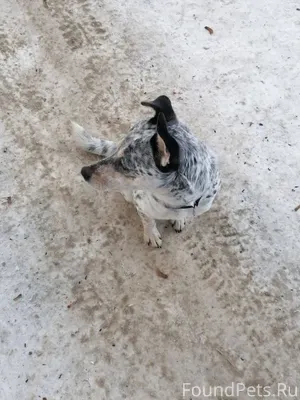Потерялась собака в районе пер...
