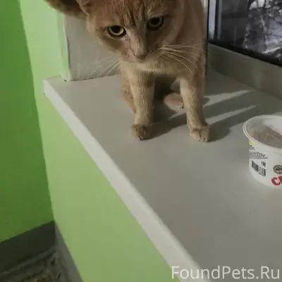 Найден кот рыжий в сиреневом о...