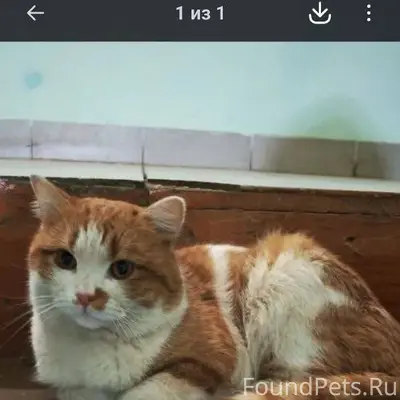 Найден кот на ул. СВОБОДЫ. Вче...