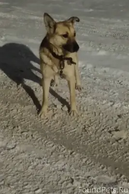 #потерялось_животное_Шадринск ...