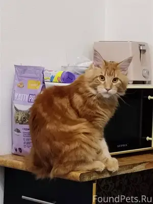 Пропал кот, рыжий Мейн-кун, по...