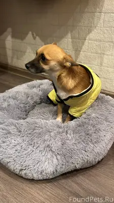 НАЙДЕНА СОБАКА у дома на пр...