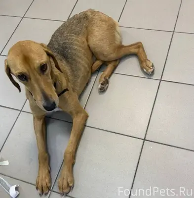 Липецк!!! Найдена сбитая русск...