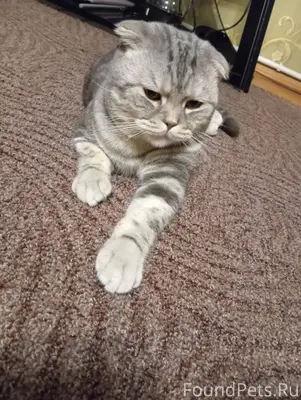 Пропал кот в районе улицы Забо...