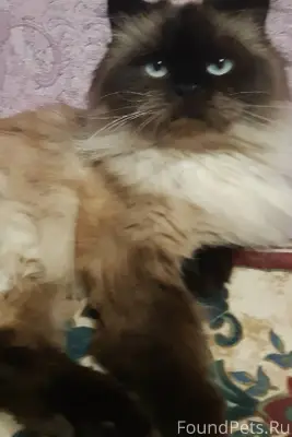 Пропала сиамская кошка в р-не....