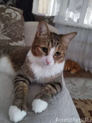 Пропал кот в районе ул.Стпоите...