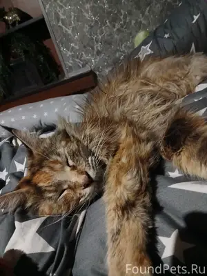 Здравствуйте, в новогоднюю ноч...