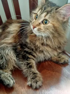 Найдена кошка К дому (Городищи...