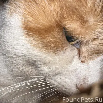 Найден раненый кот на улице Ин...